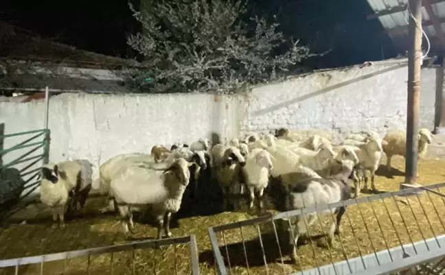 Kuzeninin 30 küçükbaş hayvanını çalan şüpheli gözaltına alındı