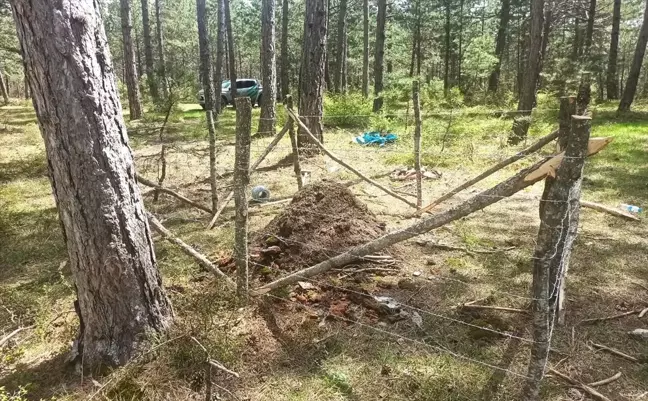Samsun'da kırmızı orman karıncaları biyolojik mücadele için nakledildi