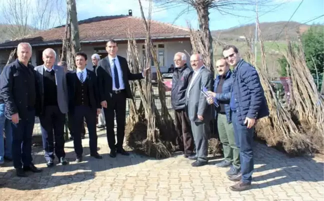 Örencik'te Ceviz Fidanı Dağıtıldı