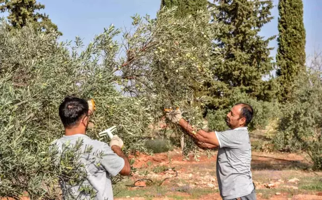 Kepez Belediyesi Zeytin Hasadına Başladı