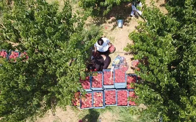 Osmaneli'de Şeftali Hasadı Devam Ediyor