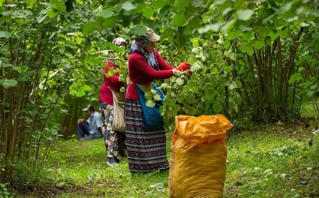 Ordu'da Fındık Dalda, Aklın İşçide Kalmasın Projesi İle Üreticilere Destek