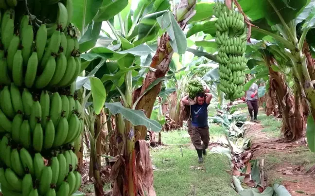 Mersin'de Muz Hasat Sezonu Başladı