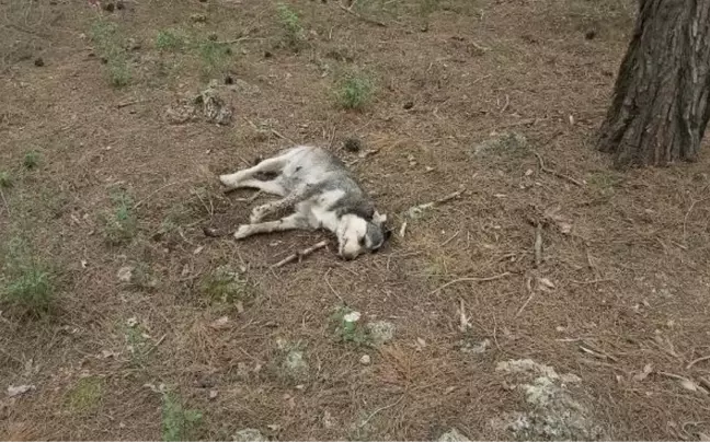 5 SOKAK KÖPEĞİ ZEHİRLENEREK ÖLDÜRÜLDÜ