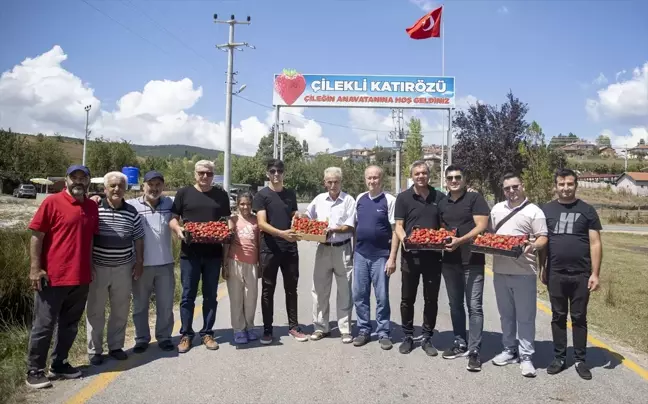 Sakarya'da Çilek Hasadı Keyfi