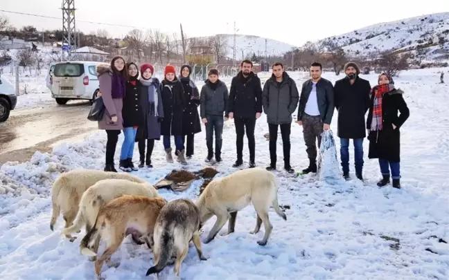 Sokak Hayvanları İçin Gönüllülerle İşbirliği