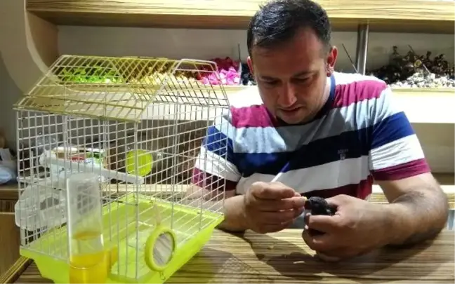 Yolda bulduğu yavru ebabili eliyle besliyor