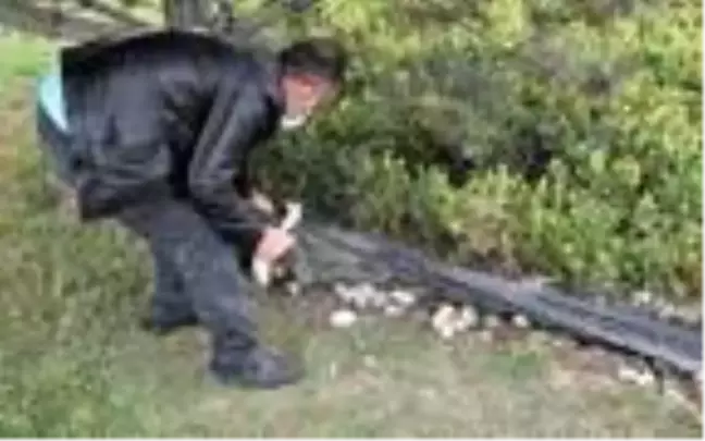Sürücülerden aldıkları paraları refüje saklıyorlardı, polise yakalandılar