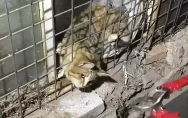 Başı tellere sıkışan kediyi itfaiye kurtardı