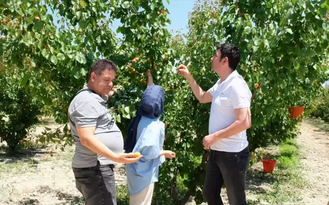 Mersin Mut'ta Kayısı Hasadı Başladı