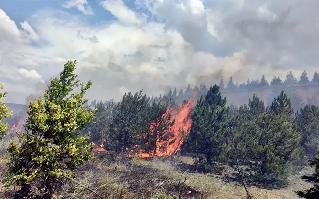 Eskişehir'deki Ağaçlandırma Sahasında Çıkan Yangın Söndürüldü