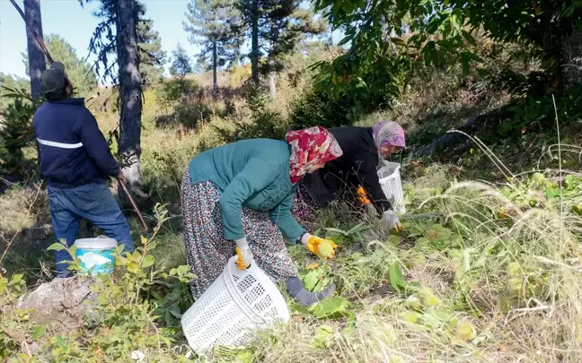 Simav'da Coğrafi İşaretli Kestane Hasadı Başladı