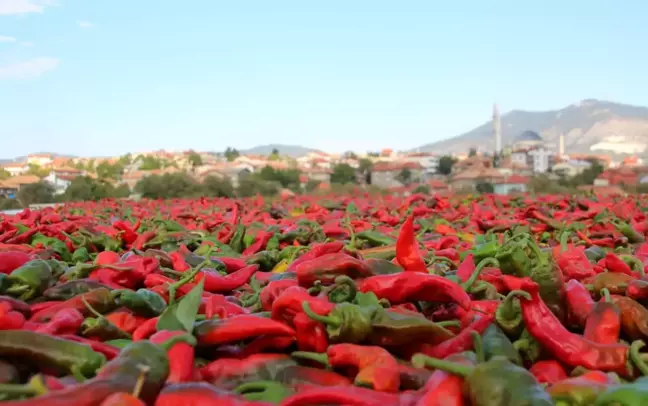 Beyşehir'de deneme amaçlı isot biberi yetiştirdi