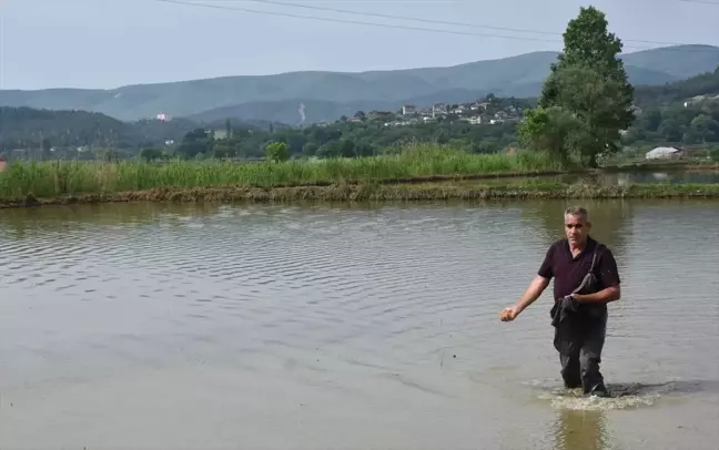 Sinop'ta çeltik ekimine başlandı