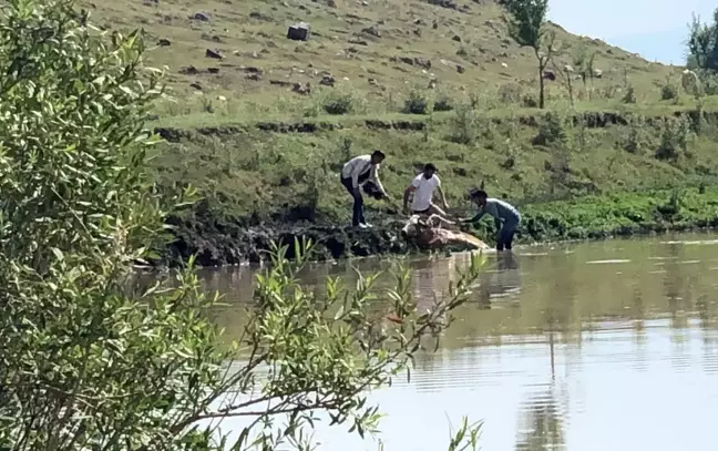 Kars'ta bataklığa saplanan ineği vatandaşlar kurtardı