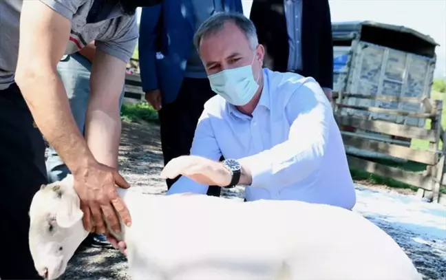 Küçükbaş Hayvancılık Festivali Başlıyor