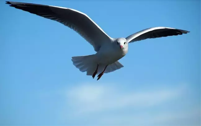 Rüyada uçmak ne anlama gelir? Rüyada kendi uçtuğunu görmek neye işarettir?