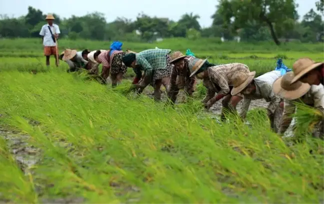 Myanmar'da Çiftçiler Muson Hasadı İçin Hazırlık Yapıyor