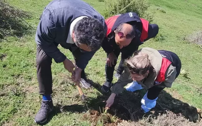 Amasya'da Buğdayda Süne Zararlısıyla Mücadele Ediliyor