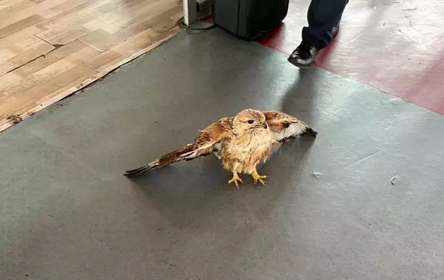 Şanlıurfa'da yaralı kızıl şahin tedavi altına alındı