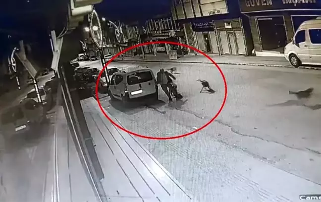 Ordu'da Sokak Köpekleri Bir Şahsı Saldırıya Uğrattı