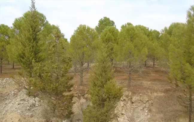 Gaziantep'te Atıl Alanlar Yeşil Bir Alana Dönüştü