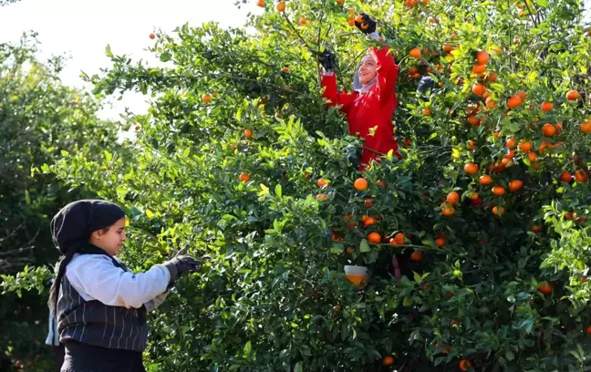 Adana'da Mandalina Hasadı: Rekolte Düşüklüğü ve Yüksek Fiyatlar