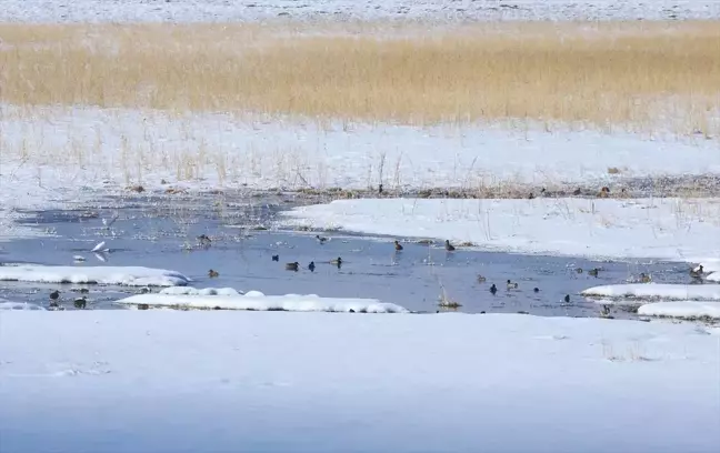 Hakkari'nin Nehil Sazlığı'nda 276 Kuş Türü Gözlemlendi