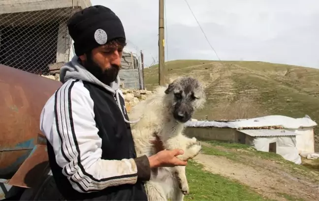 Beş ayaklı engelli köpek yürüyemiyor