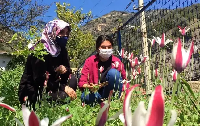 Osmanlı'nın kayıp lalesi koruma altına alınacak