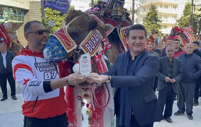 Antalya Kumluca'da En Süslü Deve Yarışması Düzenlendi