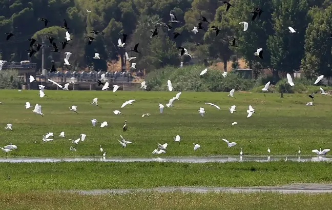 Manisa'da kuruyan Marmara Gölü'nün yerine yeni su kuşu durağı