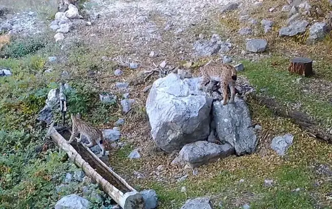 Yavru Vaşakların Büyüme Hikayesi Fotokapanla İzleniyor