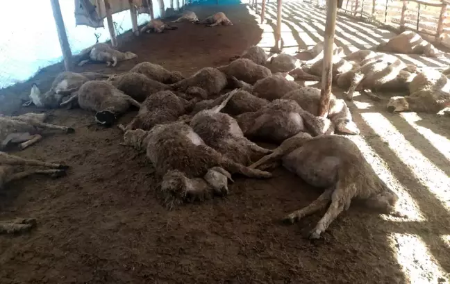 Erzincan'da Kurt Saldırıları Koyunları Telef Etti