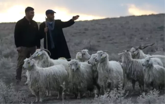 Çobanlığın Yok Olmasını Önleyeceğiz'