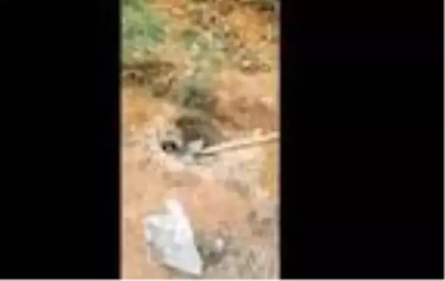 Çukura düşen yavru domuzlar kurtarıldı