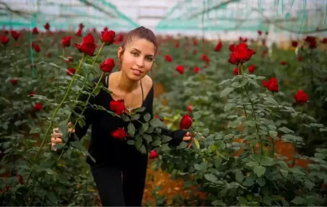 Gül üreticisi, sevgililer gününe odaklandı