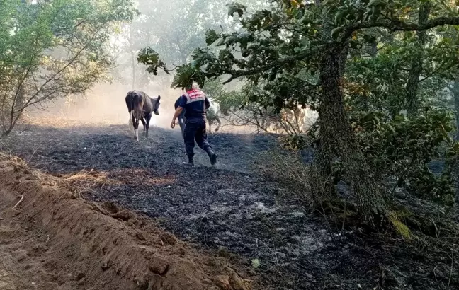 Edirne'de çıkan yangında hayvanlar kurtarıldı