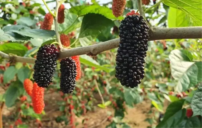 Yılın ilk karadutu hasat edildi