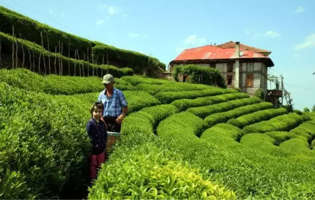 Çay tarımında 83 yıl sonra değişim başlıyor! Verimin artırılması için bahçeler yenilenecek