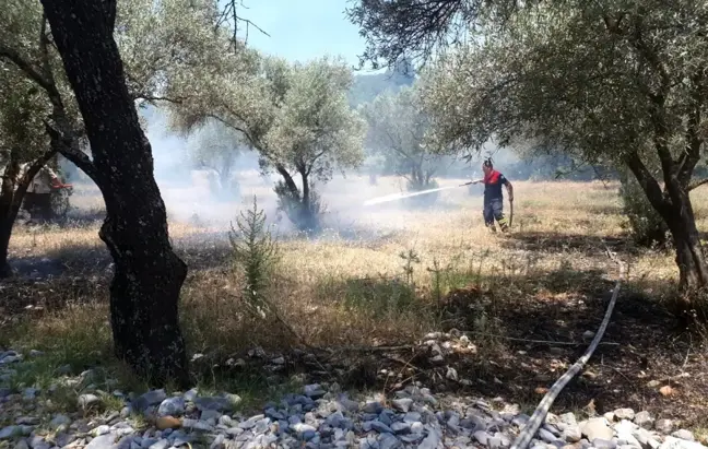 Muğla'da zeytinlik yangını