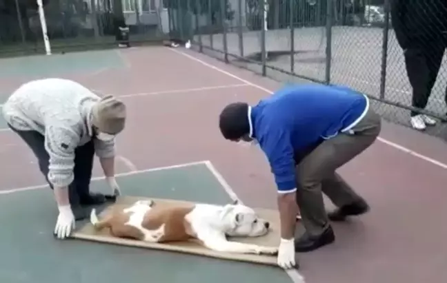 Sultangazi'de basketbol oynayan iki çocuğa pitbull cinsi köpek saldırdı