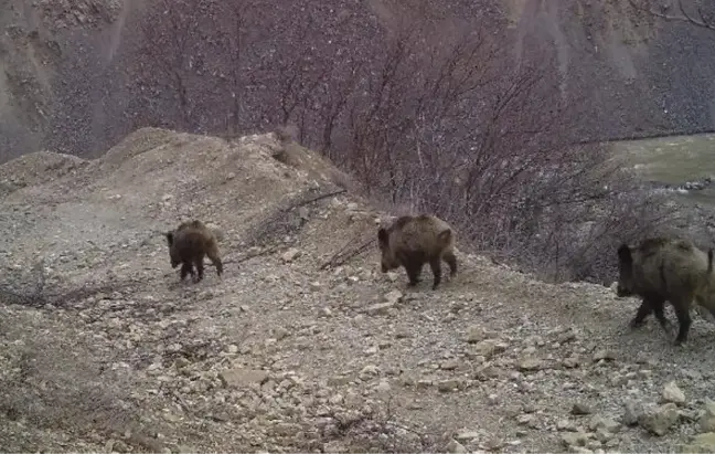 Bingöl'de Fotokapanlarla Yaban Hayvanları Görüntülendi