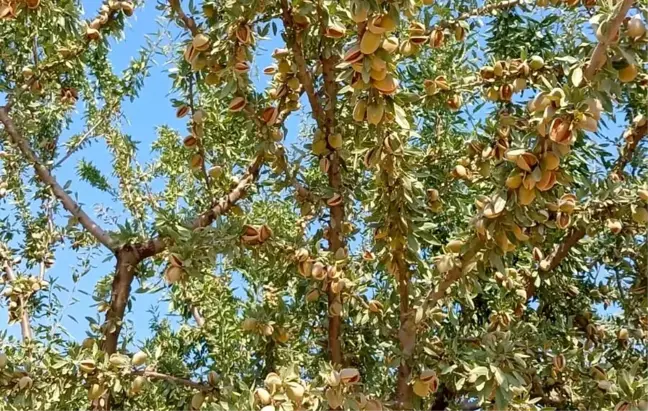 Manisa'da Badem Hasadı Yüzleri Güldürdü