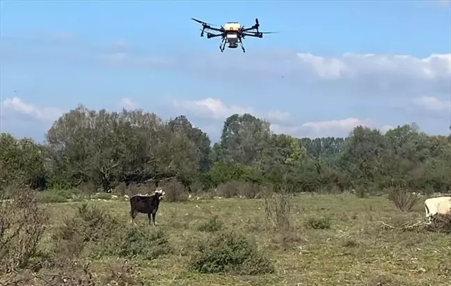 Düzce'de Kuraklık Sonrası Meranın Yeşillendirilmesi İçin Dronla Tohumlama Yapıldı