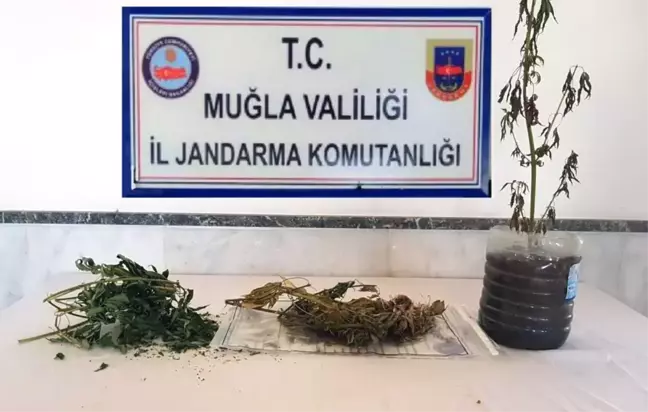 Menteşe'de Esrar Yakalandı