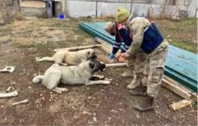 Sokağa çıkma kısıtlamasında jandarma ve polis ekmeğini sokak hayvanlarıyla paylaştı