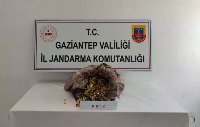 Gaziantep'te Fıstık Çalarken Suçüstü Yakalanan 3 Şüpheli Tutuklandı