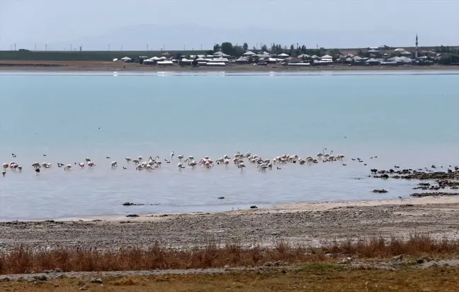 Arin Gölü'nde Flamingo Ziyareti