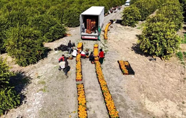 Adana'da Mandalina Hasadı Zirayı Don Uyarısıyla Hızlandı